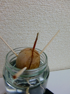 b0073616_20403882.jpg