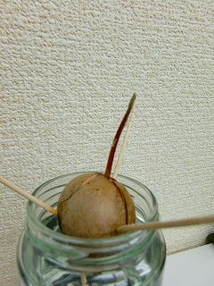 b0073616_20404725.jpg