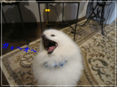 b0167519_15301030.gif