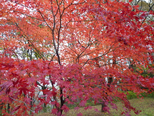 b0138430_1134916.jpg