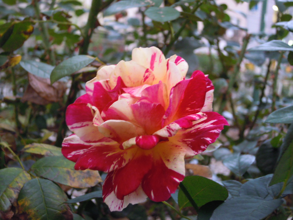 e0081334_22281541.jpg