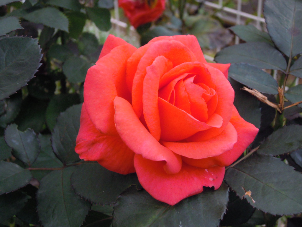 e0081334_2228545.jpg
