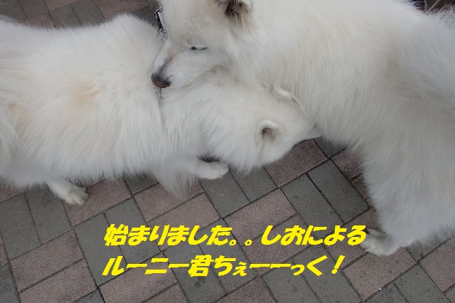 e0196135_0222863.jpg