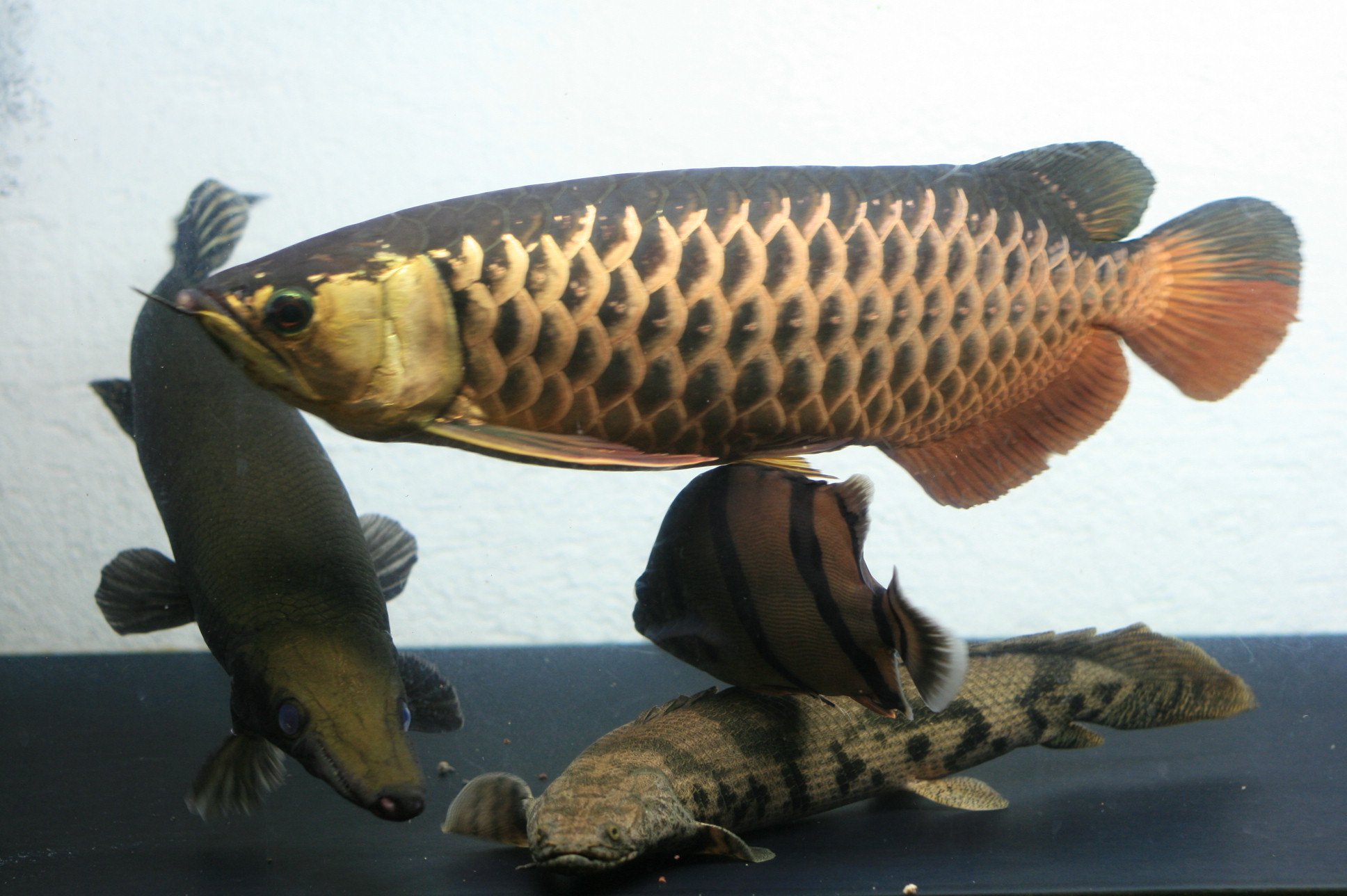 a0209236_214267.jpg