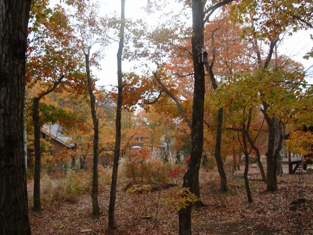 f0198556_164324.jpg