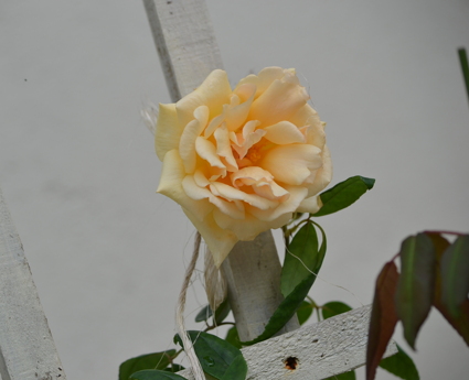 e0184558_991082.jpg