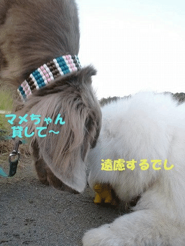 e0176159_1511186.gif
