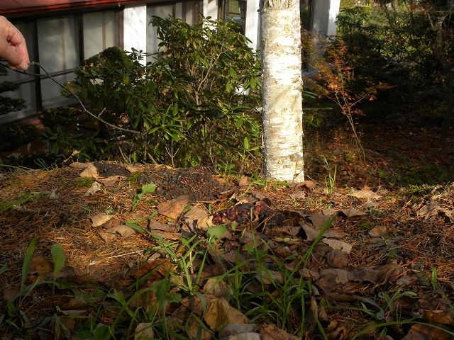 e0122168_873847.jpg