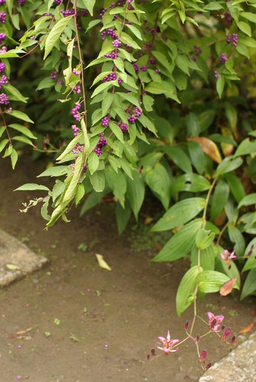 b0069169_16195734.jpg