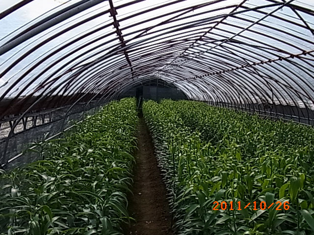 e0097770_20263576.jpg