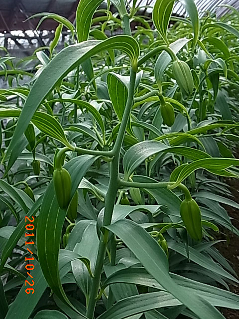 e0097770_20284445.jpg