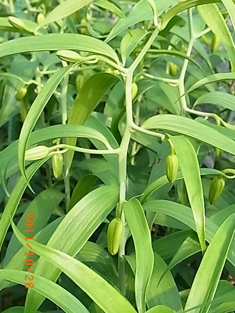 e0097770_20291380.jpg