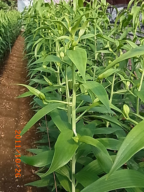 e0097770_20292781.jpg