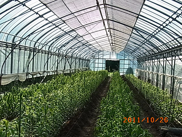 e0097770_20303670.jpg