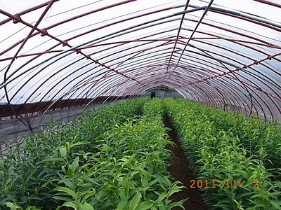 e0097770_20404869.jpg