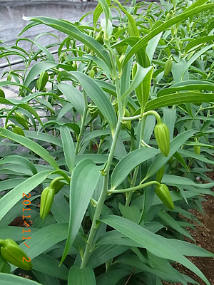 e0097770_20411148.jpg