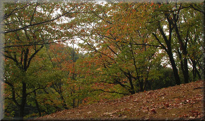 e0099375_19445974.jpg