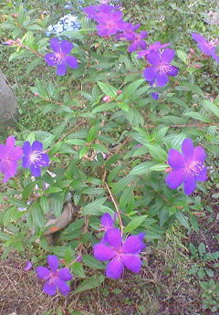 f0215179_8412695.jpg
