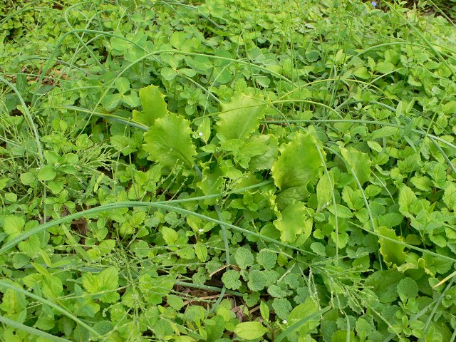 b0042882_033357.jpg