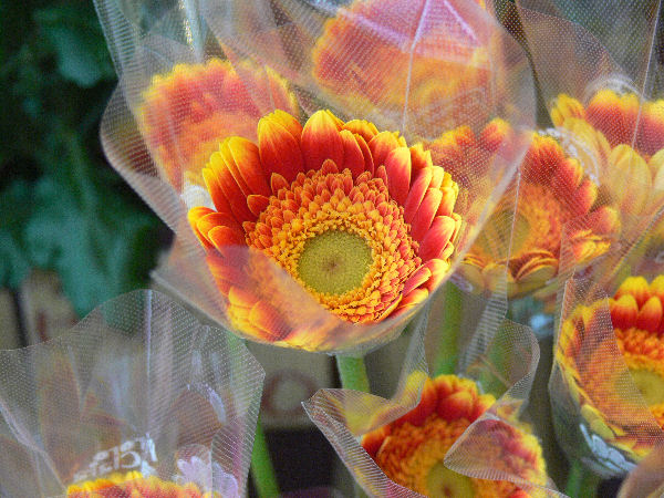 e0140986_1404989.jpg