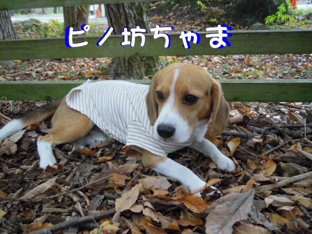 c0166622_9385716.jpg