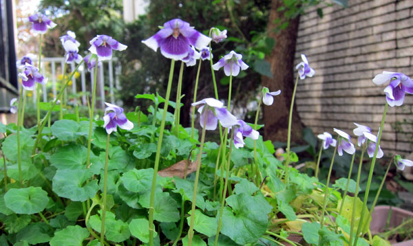 f0147025_20134432.jpg