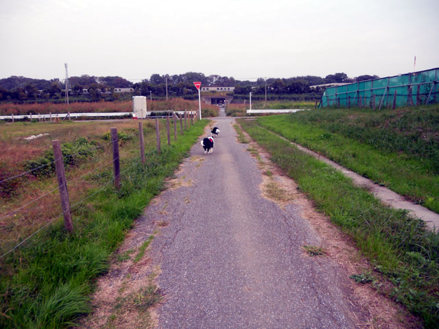 d0059230_8254587.jpg