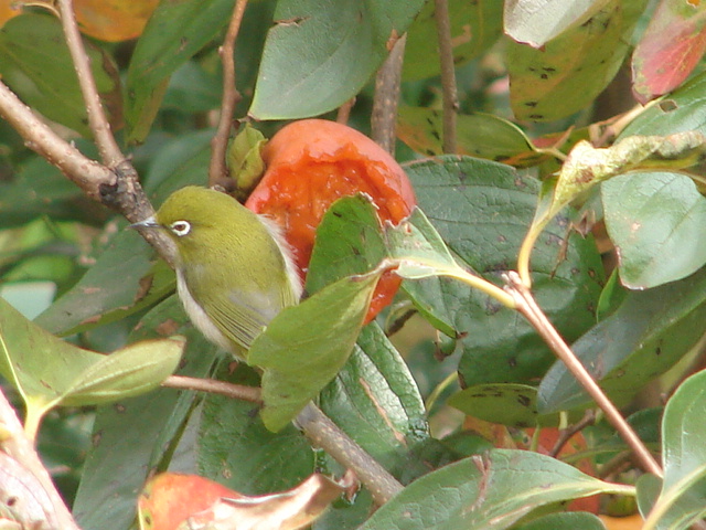 b0061261_2133233.jpg