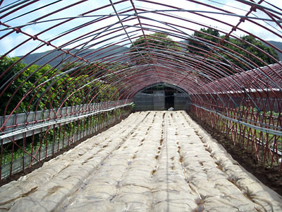 e0097770_119672.jpg