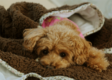 c0196673_12373699.gif