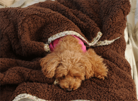 c0196673_12395780.gif