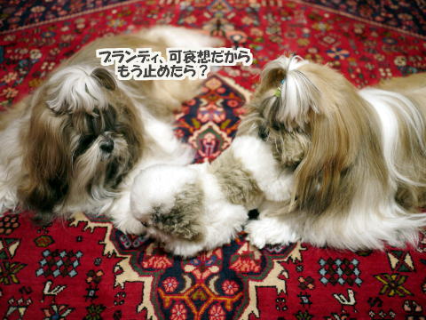 c0090198_585617.jpg