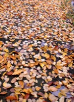 c0151898_17312012.jpg