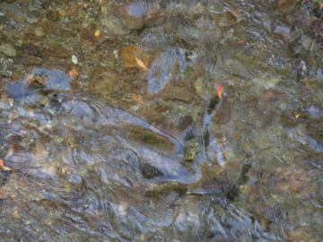 a0117599_23443519.jpg