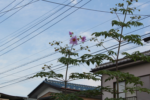 e0166032_22382553.jpg