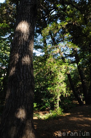 c0133533_1184930.jpg