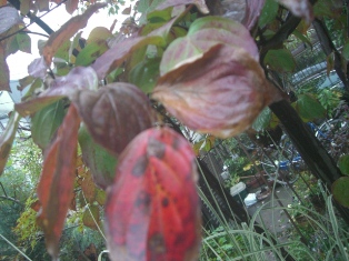 a0053480_14482839.jpg