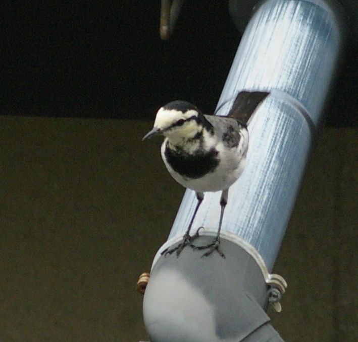 e0197884_23205276.jpg