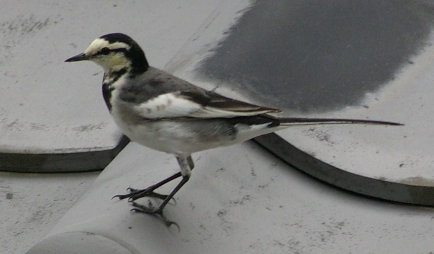 e0197884_2321710.jpg