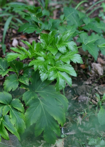 c0134734_2275967.jpg