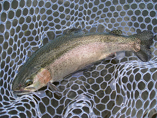 f0065341_148226.jpg