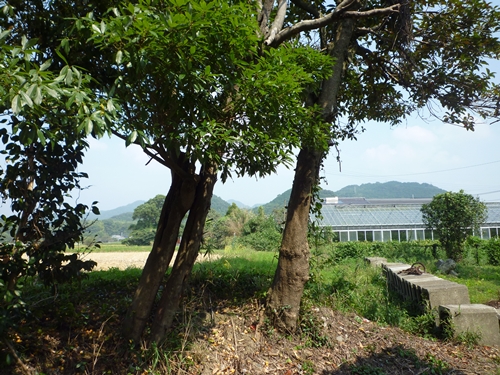 c0222861_21222872.jpg