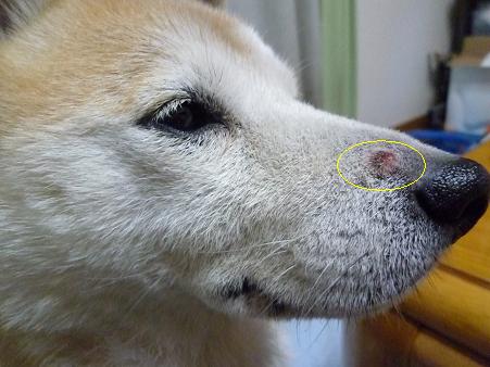 c0123890_205122100.jpg