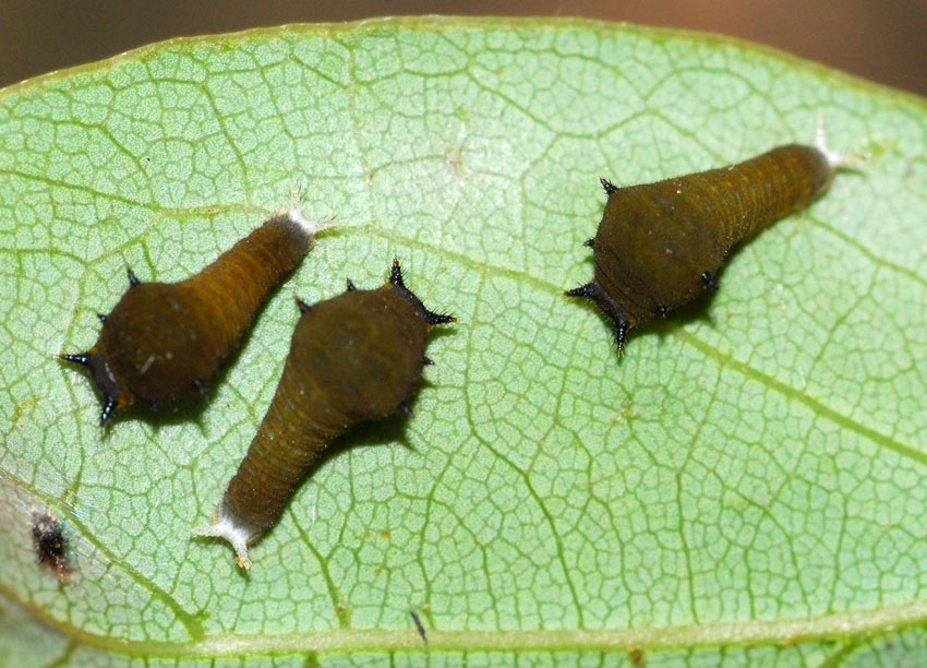 d0163696_1238422.jpg