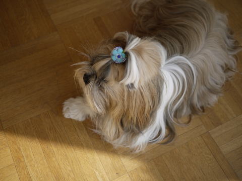 c0090198_7331524.jpg