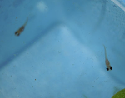 e0097534_1634284.jpg