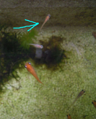 e0097534_16362895.jpg