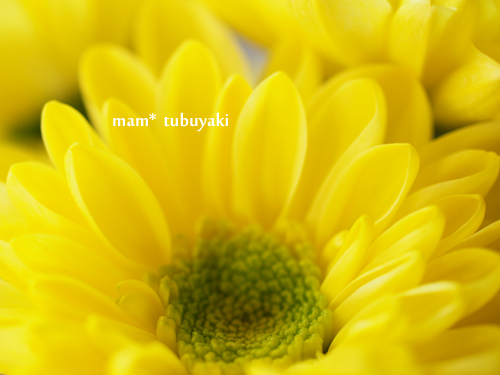 e0081339_11273128.jpg