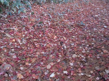 e0110940_18593557.jpg