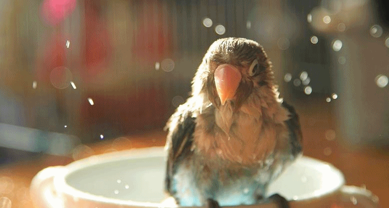 c0145250_1215626.gif